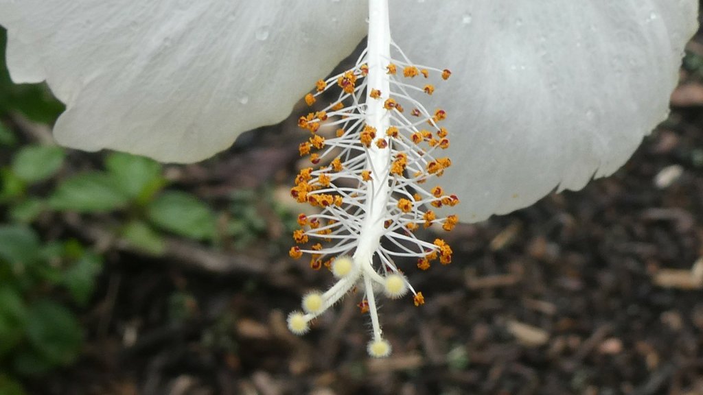 Botanic Gardens 03Mar19