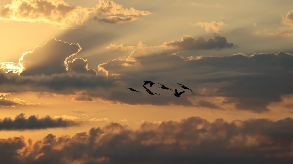 Broadie (12 Feb&nbsp;26)