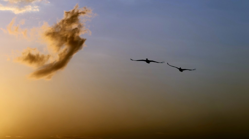 Broadie (13 Mar&nbsp;26)